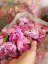 Ružová kvetová voda BIO - Veľkosť balenia: 100 ml, Druh Ruže: Ruža damašská