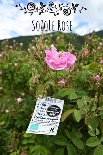 Ružová kvetová voda BIO - Veľkosť balenia: 100 ml, Druh Ruže: Ruža biela